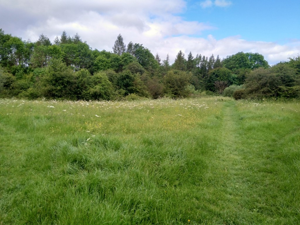 Droitwich Community Woods Saltmarsh