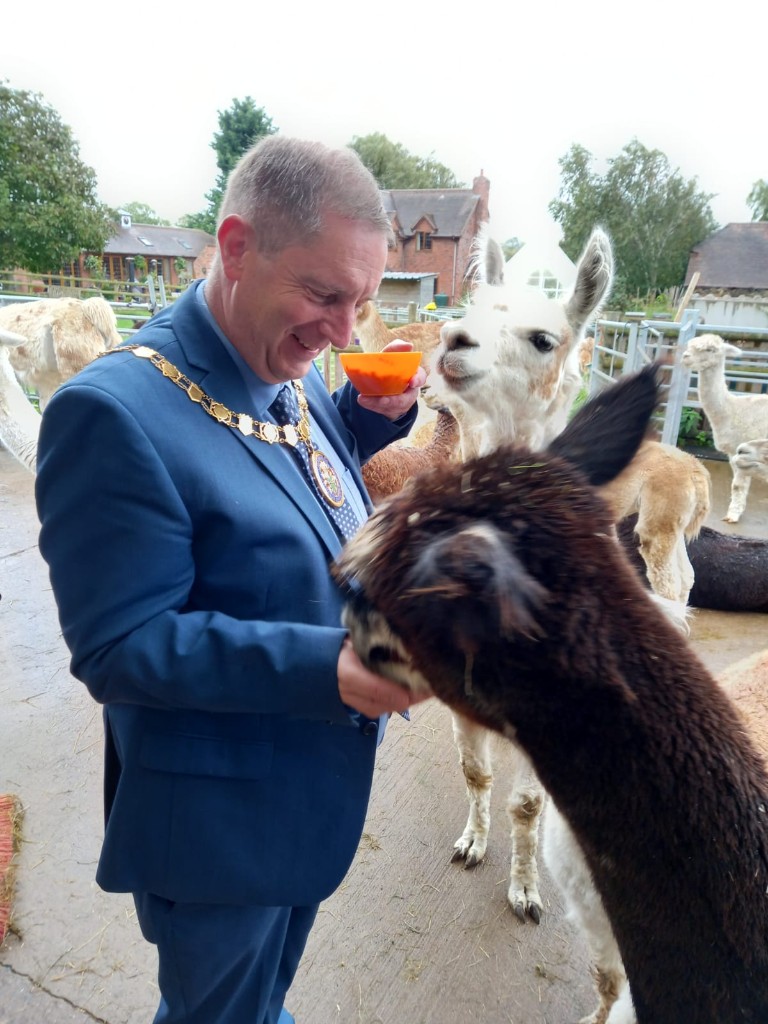 Man feeding alpacas.