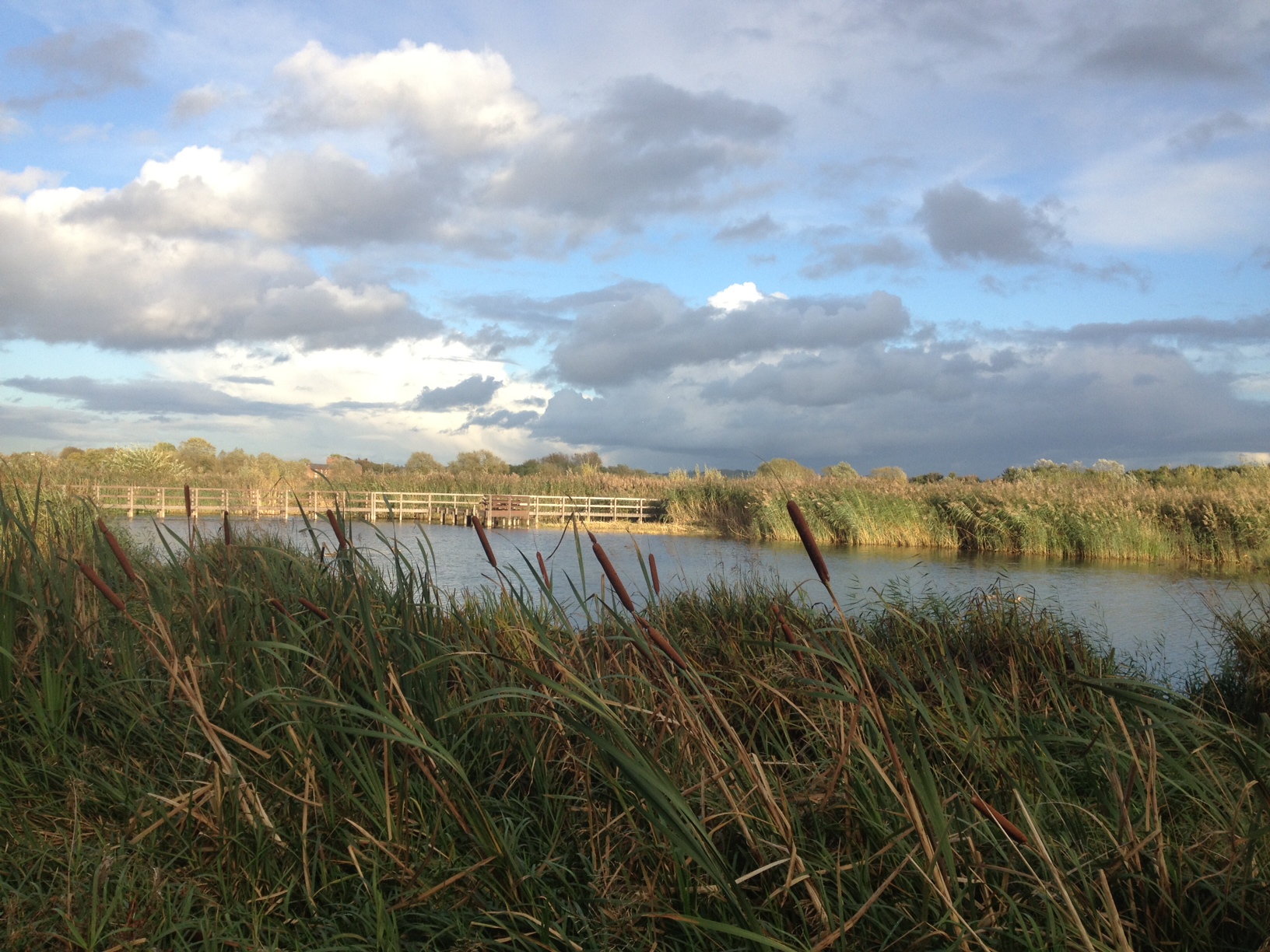 Avon meadow wetlands