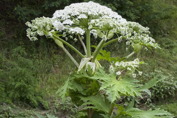 Photo of Giant Hogweed