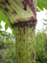 Green stem with purple blotches