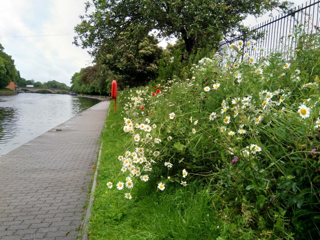 Lifebouys at workman gardens