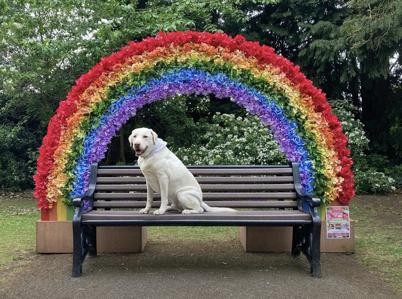 Happy dog sat on a park bench underneath flowers shaped in a rainbow