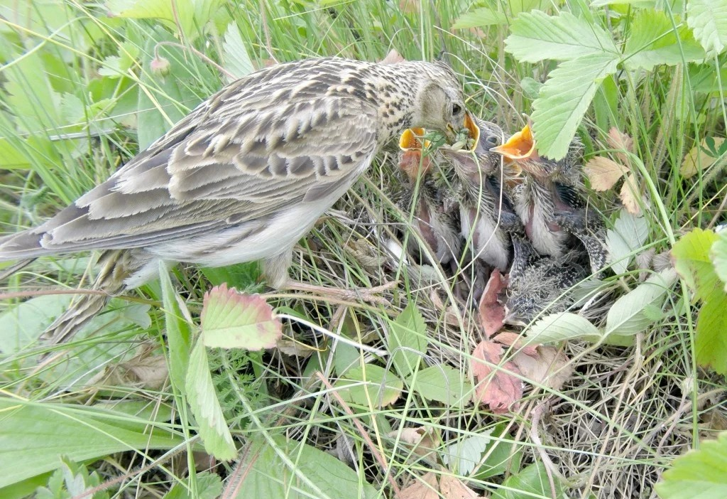 Wild life image of a bird feeding her brood