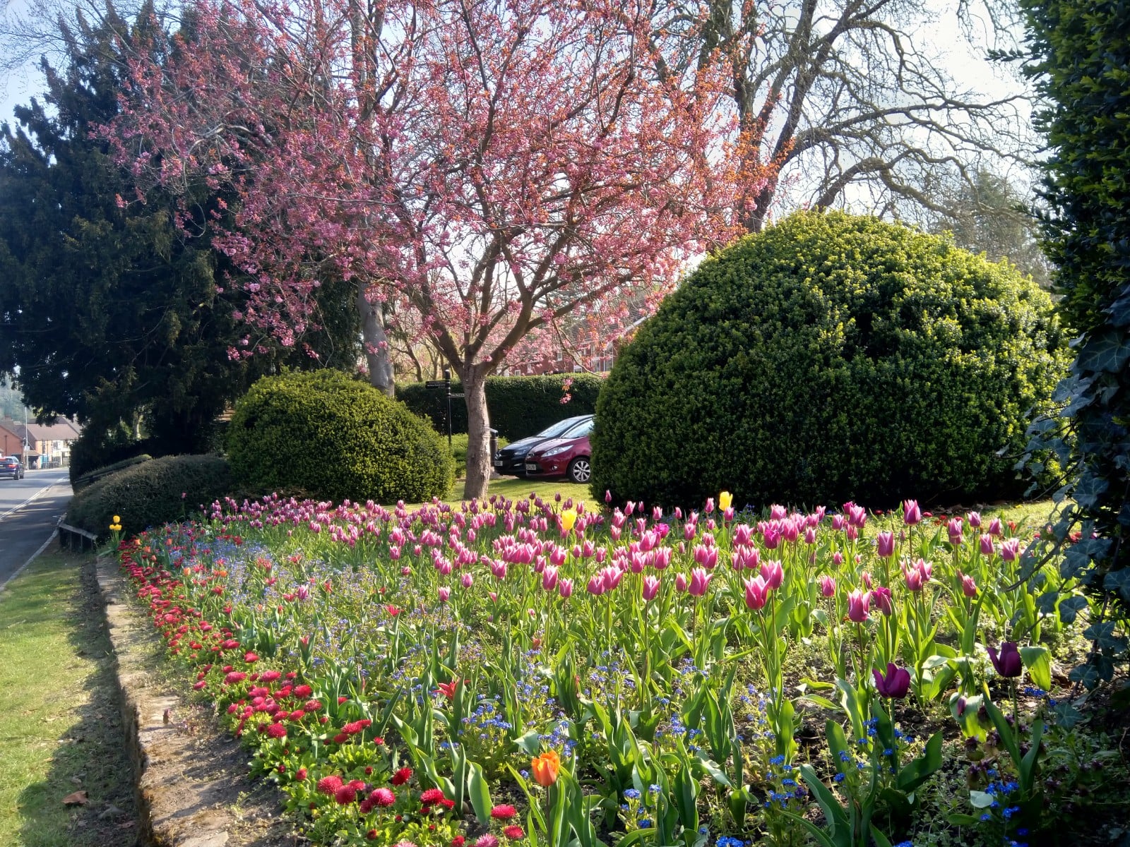 Colourful wild life flowers and trees