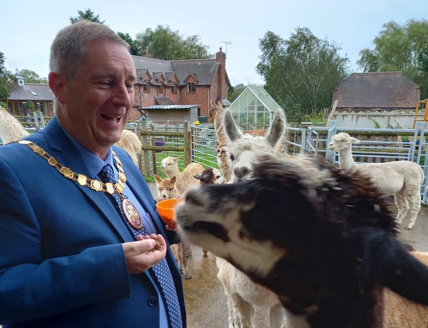 A man feeding an alpaca